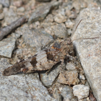 Oedipoda germanica (Oedipode rouge)