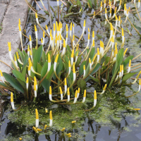 Orontium aquaticum (Cryptocoryne américaine, Plante à bougies)