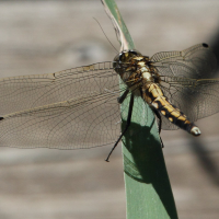 orthetrum_albistylum5md