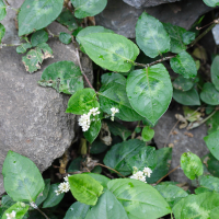 persicaria_chinensis4md