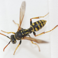 polistes_dominulus2md