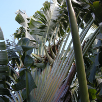 ravenala_madagascariensis3md