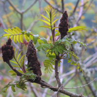 rhus_typhina2md