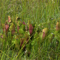 Sarracenia_purpurea (Sarracenia purpurea)