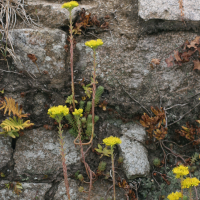 Petrosedum rupestre ssp. rupestre (Orpin des rochers, Orpin réfléchi)