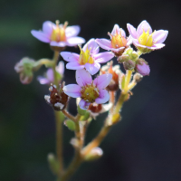 sedum_villosum4bd