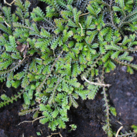 Selaginella salaziana (Sélaginelle)