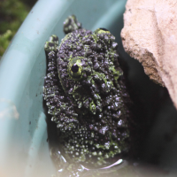 Theloderma corticale (Grenouille)