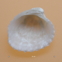 Venericardia antiquata (Coque)