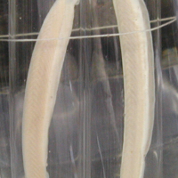 Branchiostoma lanceolatum (Amphioxus, lancelet)