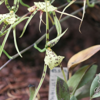 Brassia maculata (Brassia)