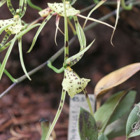 brassia_maculata1sd (Brassia maculata)