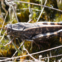 calliptamus_barbarus2md (Calliptamus barbarus)