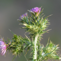 carduus_tenuiflorus5md (Carduus tenuiflorus)