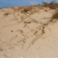 Carex arenaria (Laîche des sables)