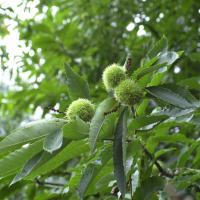 castanea_sativa2md (Castanea sativa)