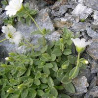 cerastium_latifolium2md