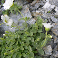 cerastium_latifolium2md (Cerastium latifolium)