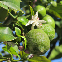 citrus_limon5mv (Citrus limon)