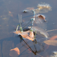 coenagrion_puella2bd (Coenagrion puella)