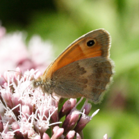 coenonympha_pamphilus3md (Coenonympha pamphilus)