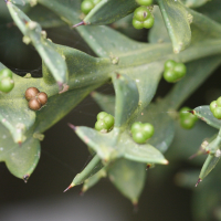 Colletia_paradoxa