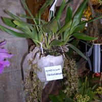 cymbidium_devonianum2md (Cymbidium devonianum)