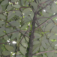 Diospyros blancoi (Dyospire des Philippines)