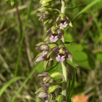 epipactis_helleborine7md (Epipactis helleborine)