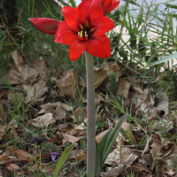 hippeastrum_sp4md