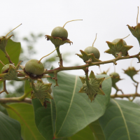 lagerstroemia_indica4md