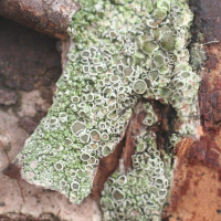 Lecanora chlarotera (Lécanore)