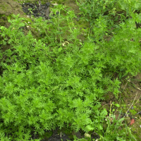 Lepidium_didymum