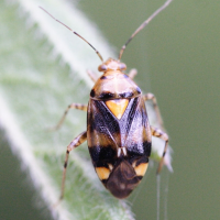 Liocoris tripustulatus (Punaise)