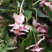 medinilla_magnifica4md