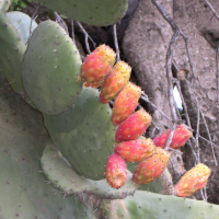 opuntia_ficus-indica4md