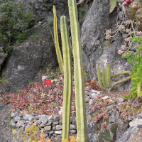 Pachycereus marginatus (Cactus cierge)