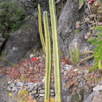 Pachycereus_marginatus