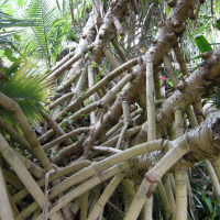 pandanus_sylvestris2md