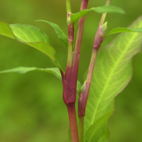 persicaria_hydropiper3md