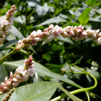 persicaria_senegalensis4md