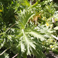 potentilla_gracilis2md