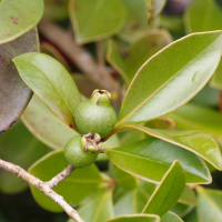 psidium_cattleianum5md