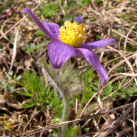 pulsatilla_vulgaris2sd