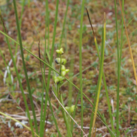Scheuchzeria palustris (Scheuchzérie)