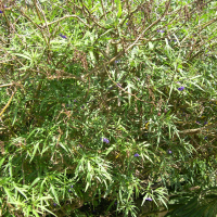 Solanum laciniatum (Morelle laciniée, Pomme kangourou de Tasmanie)