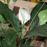 Spathiphyllum cv Mona Loa' (Spathiphyllum)