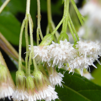 ageratina_riparia3md (Ageratina riparia)