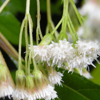 ageratina_riparia3md