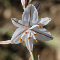 asphodelus_ayardii2md